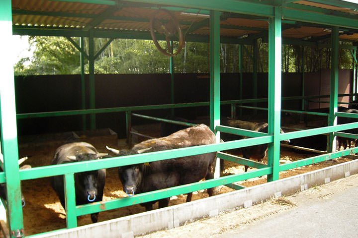 松阪牛とは～格付けはどうやっているの？～
